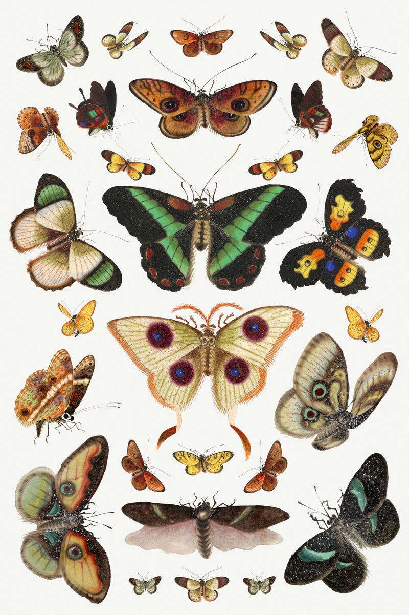 蝴蝶和飞蛾昆虫复古绘画系列