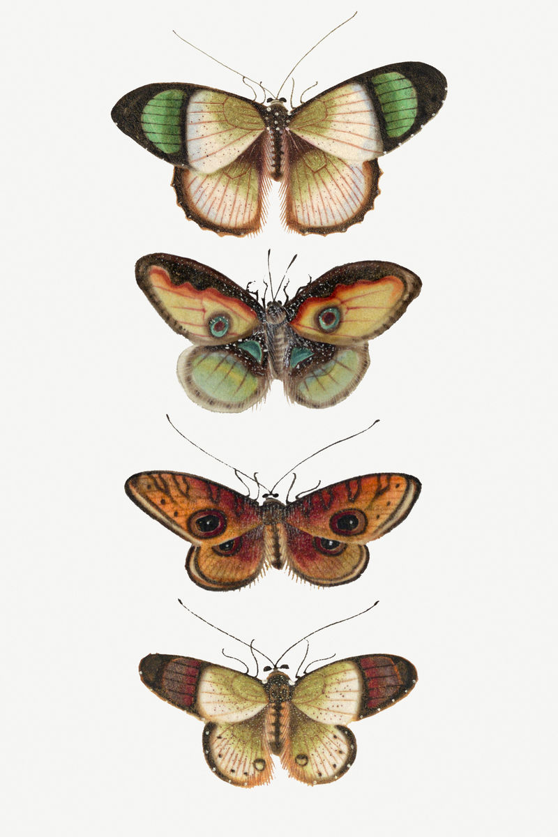 蝴蝶与飞蛾复古绘画系列