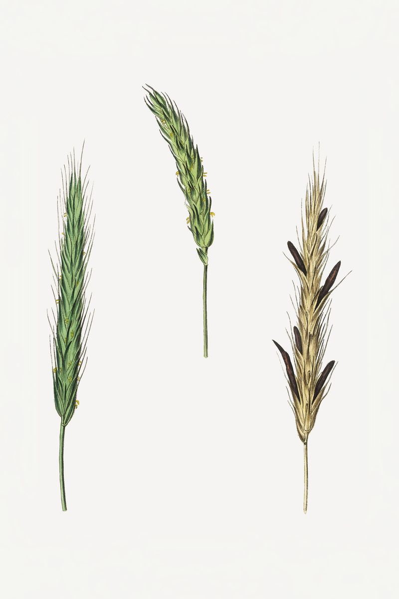 植物黑麦复古植物插图