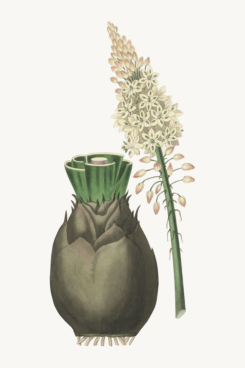 植物学马里蒂马scilla maritima植物插图
