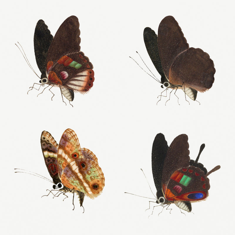 蝴蝶昆虫复古绘画集