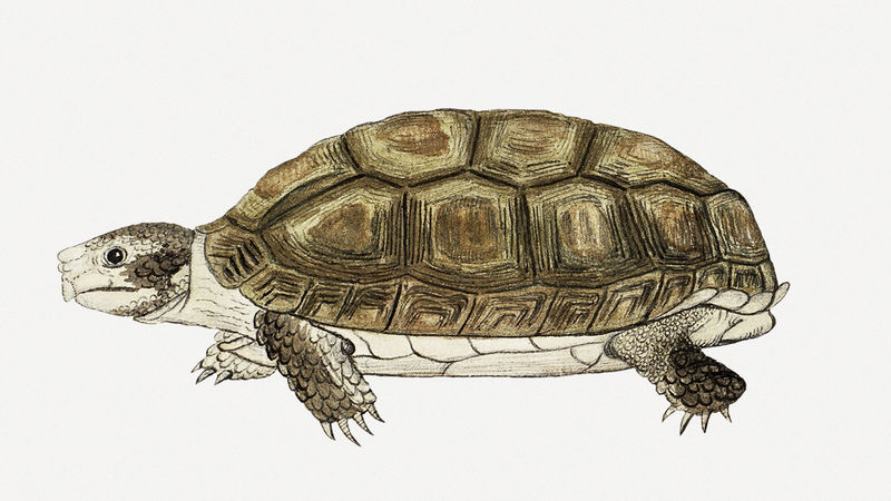乌龟插图经典水彩画由罗伯特·雅各布·戈登（Robert Jacob Gordon）的作品混合而成