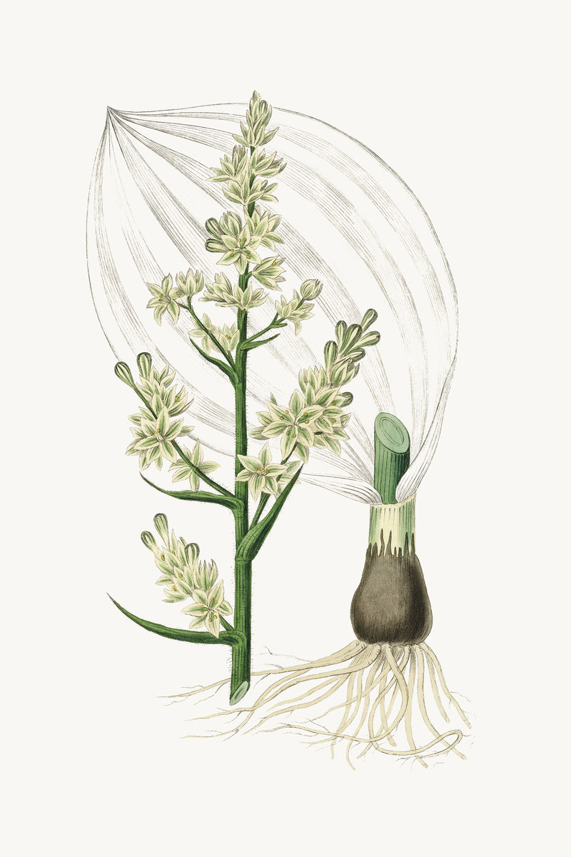 植物性白藜芦植物插图