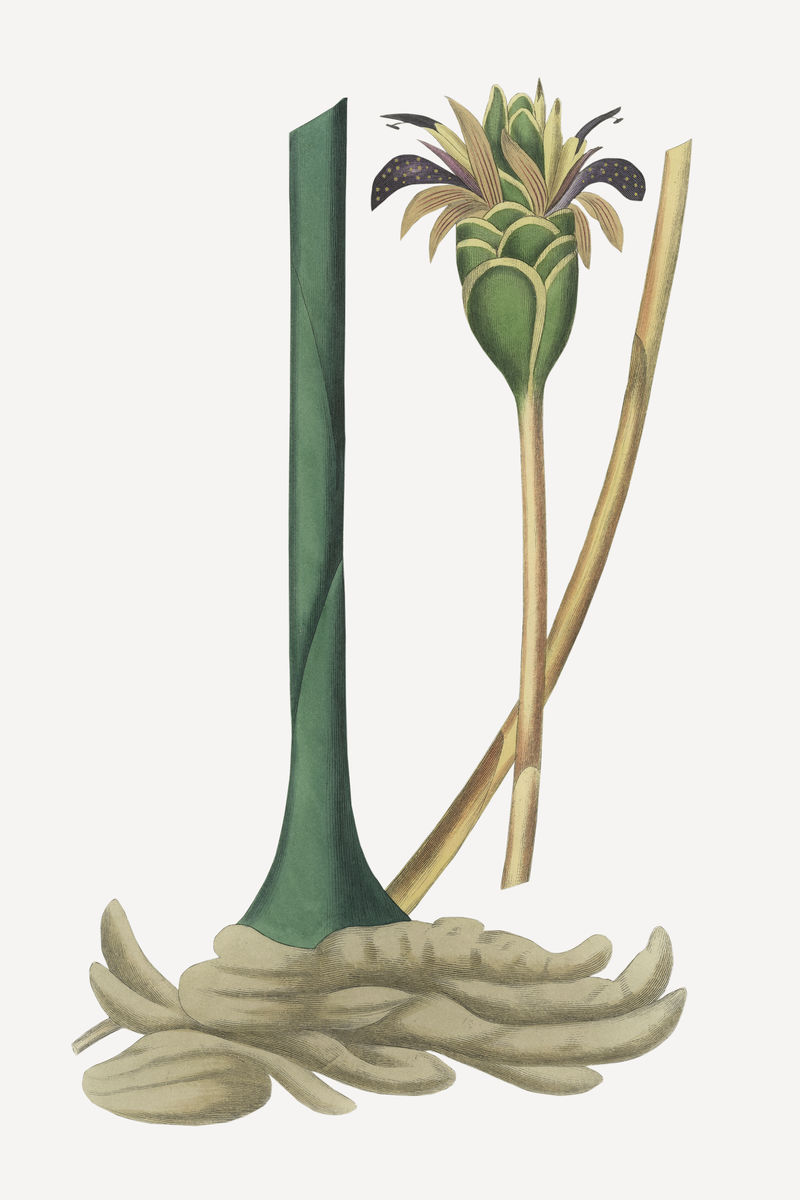 植物姜复古植物插图