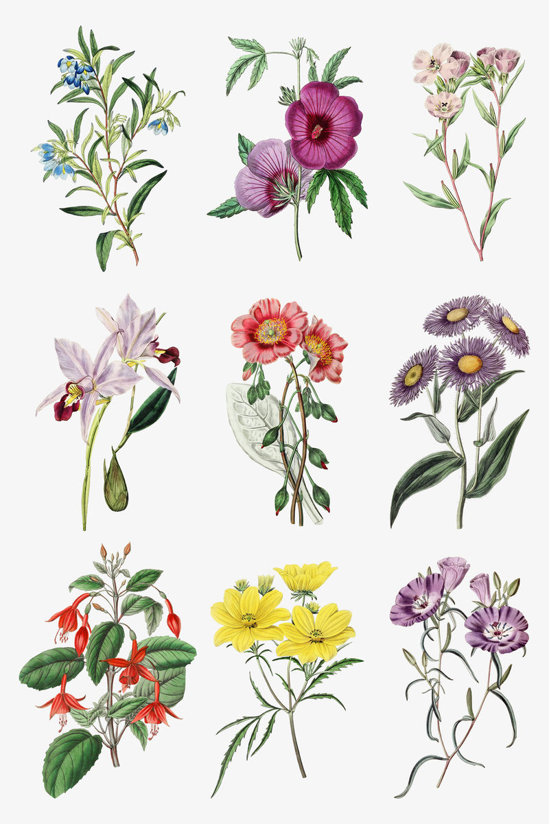 复古手绘花卉植物套装