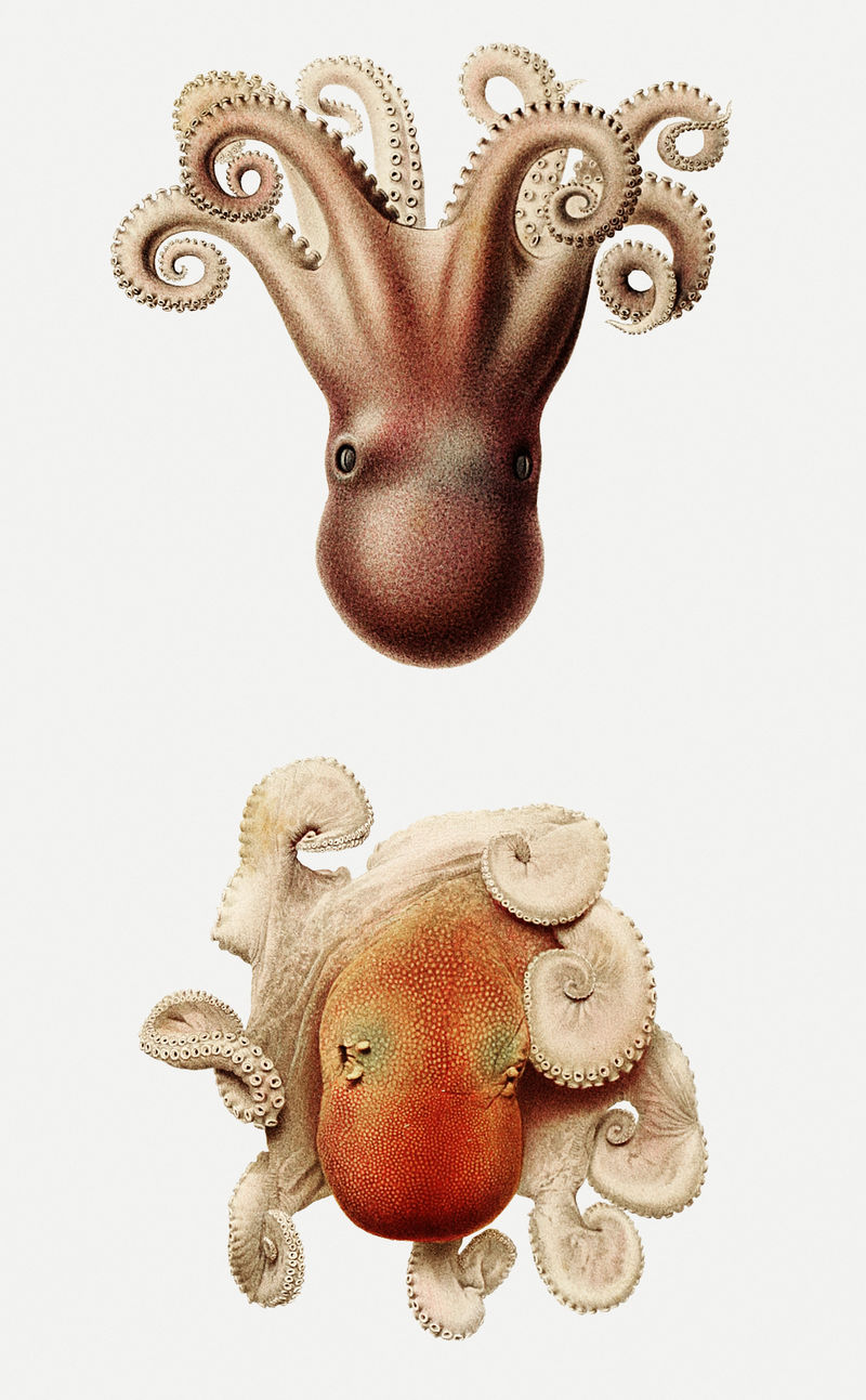 复古海洋章鱼插图