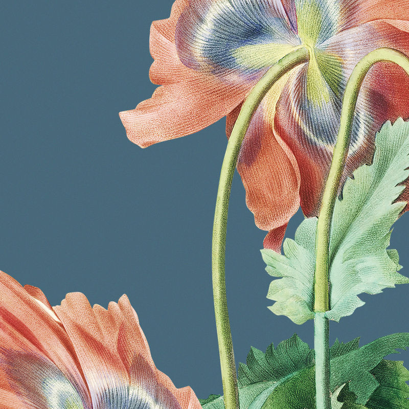 彩色花卉背景psd带有罂粟花插图与公共领域艺术品混合