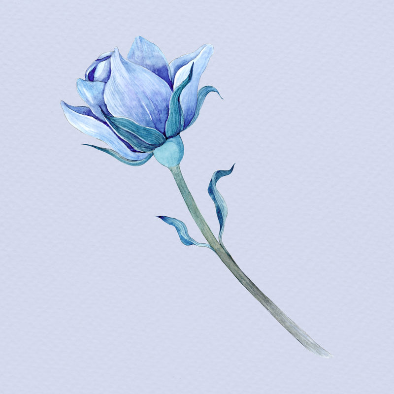 蓝色手绘水彩玫瑰花