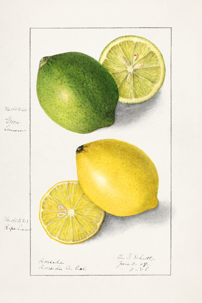 复古柠檬插图模型