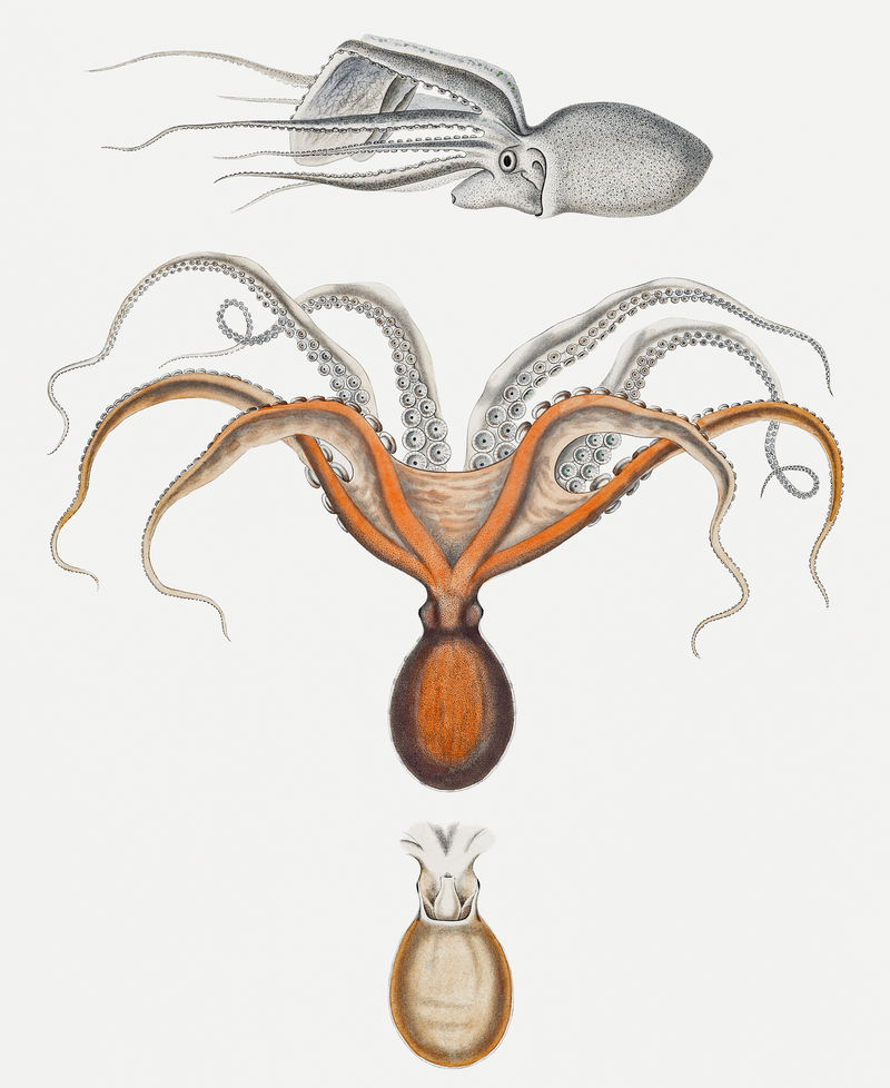 红色章鱼和复古风格的argonaut插图