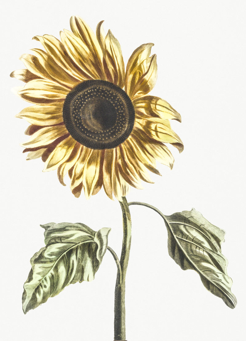 约翰·泰勒的《向日葵》（1648-1709）