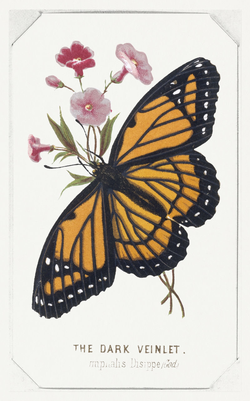 复古手绘蝴蝶和盛开的花朵设计元素