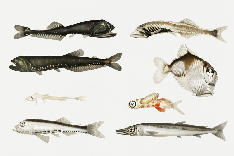 深海鱼类品种说明