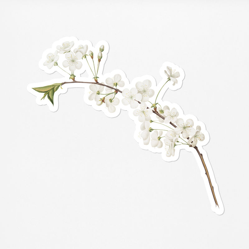 手绘amarena樱桃花枝贴纸白色边框
