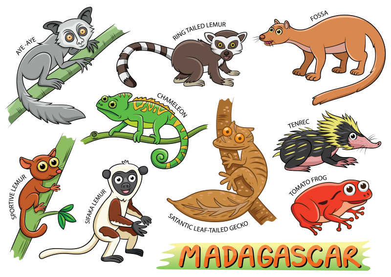 马达加斯加地区的可爱动物矢量插画