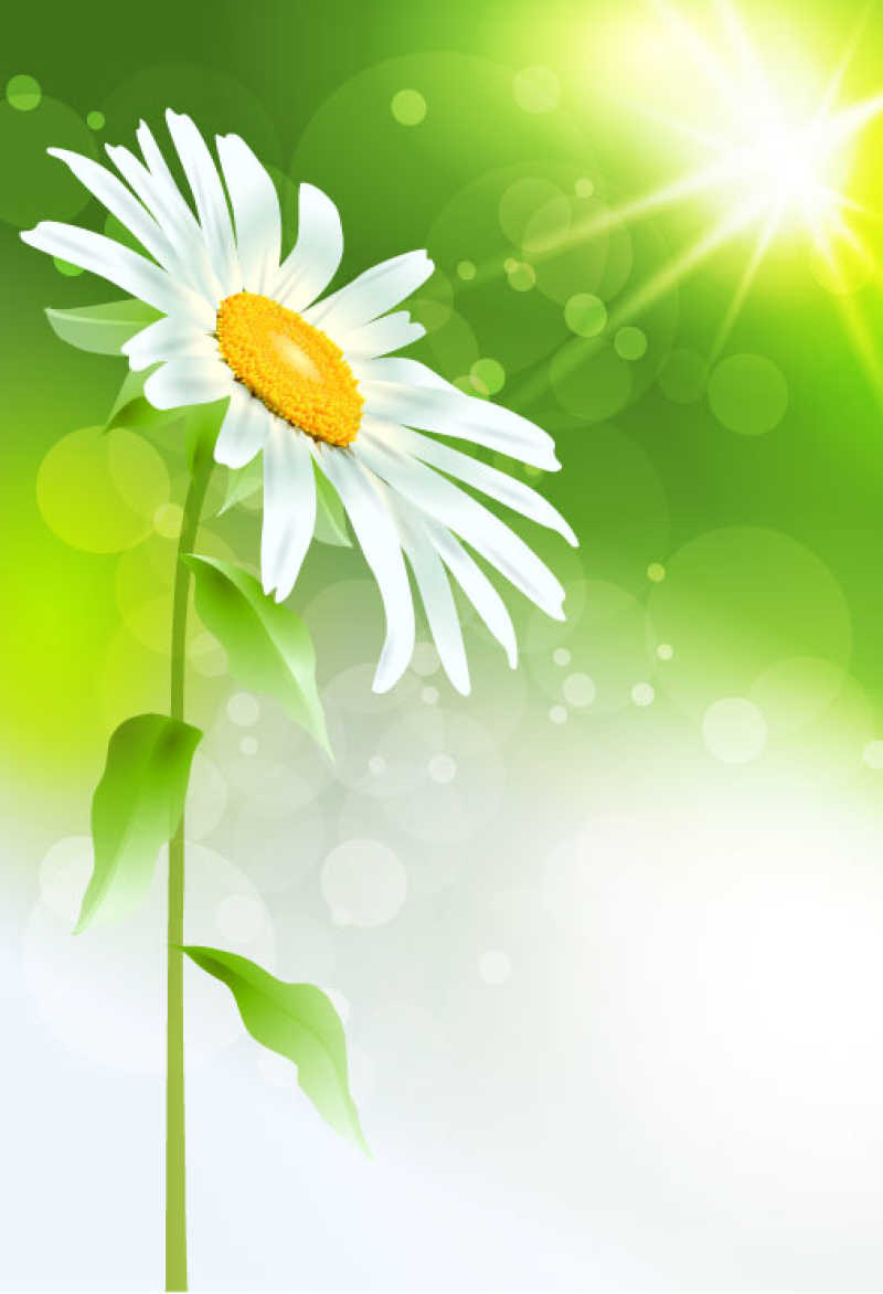 矢量阳光下的小白花插图