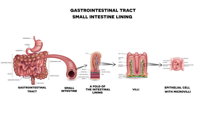 胃肠系统小肠壁详细解剖矢量插图