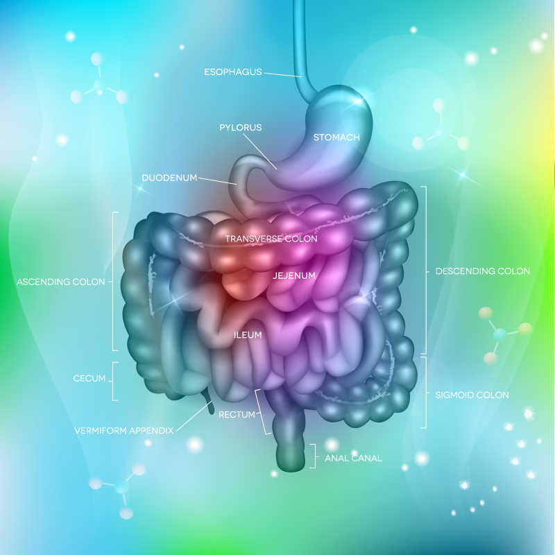 写真胃肠道的矢量插图