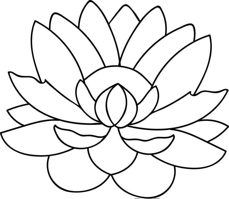 白色背景上的矢量多瓣莲花插图