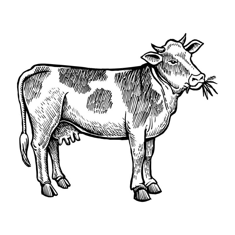 正在吃草的奶牛矢量插画
