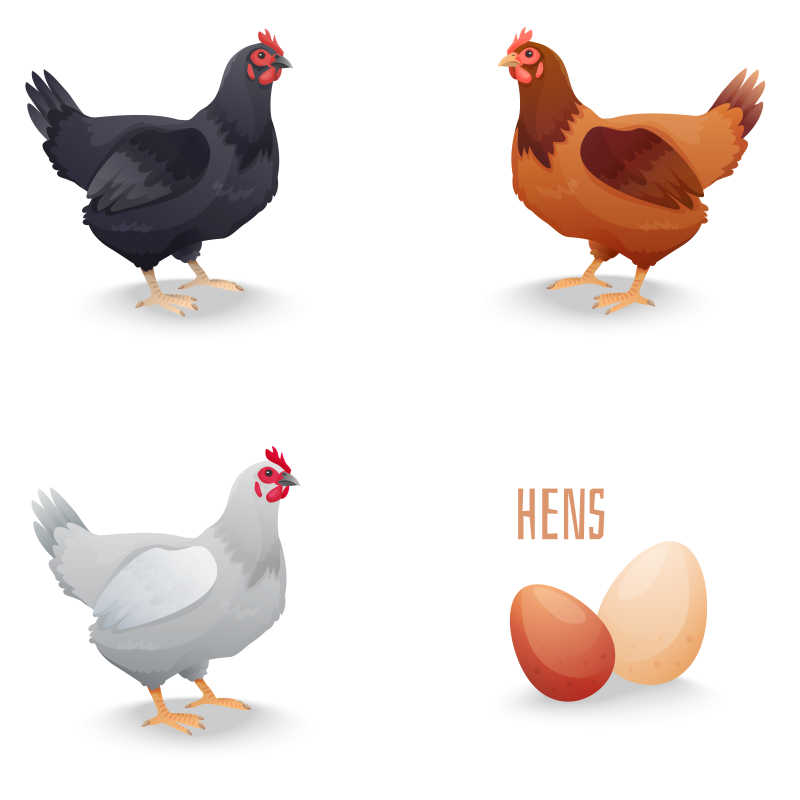 矢量鸡和鸡蛋插图