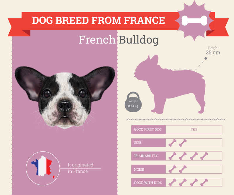 法国斗牛犬矢量信息图表