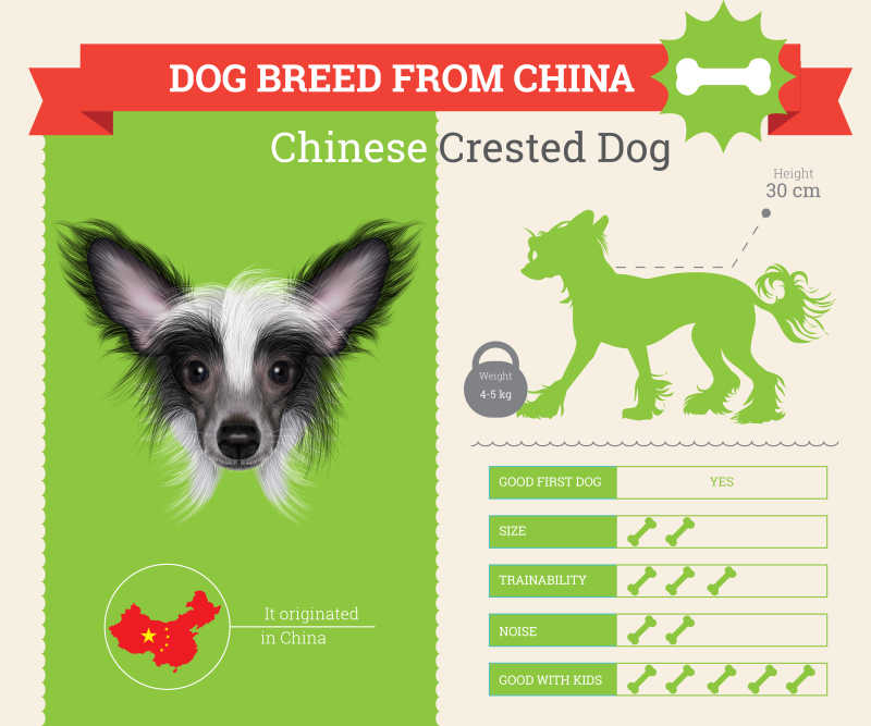 中国冠毛犬矢量信息图表