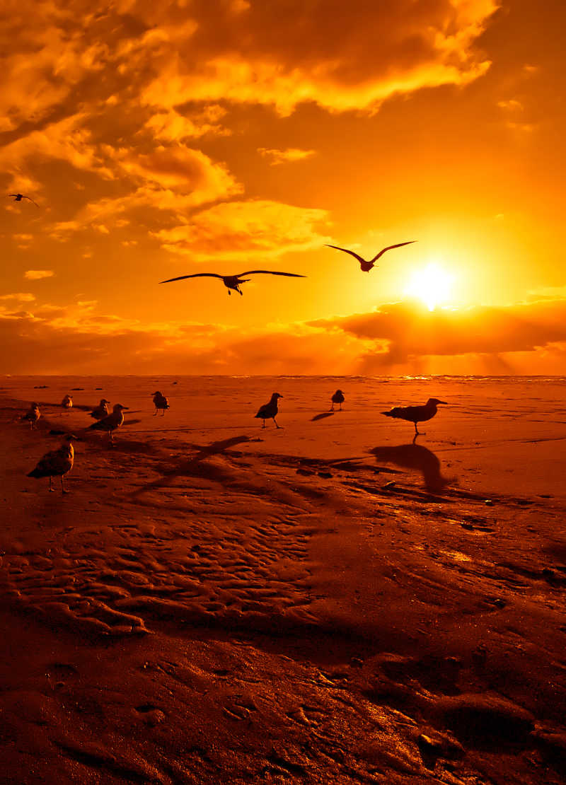 夕阳下海滩上的海鸥