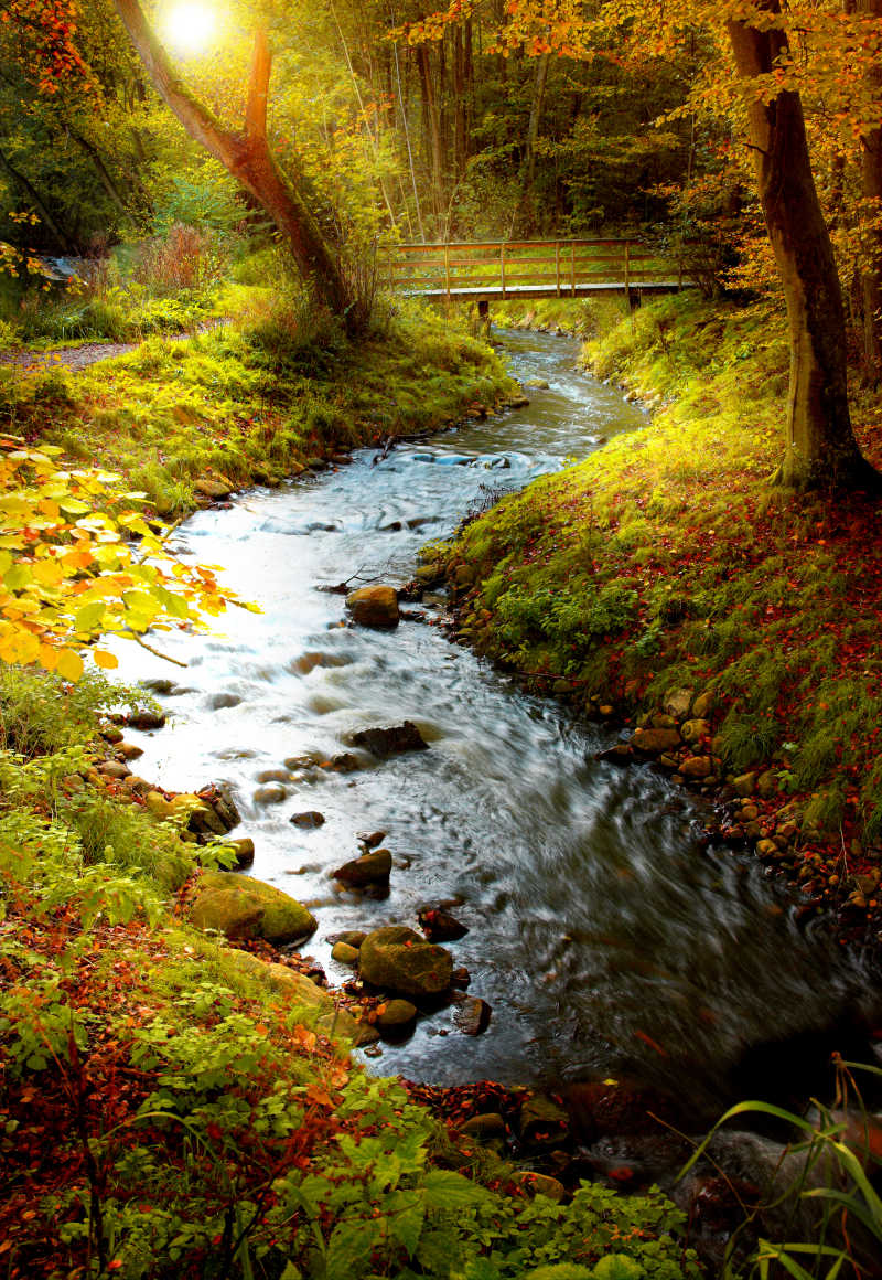 秋季森林里的小溪