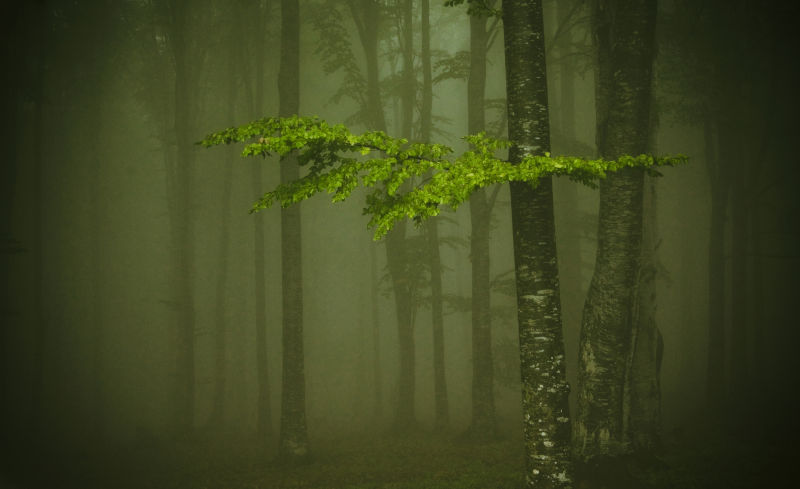 充满浓雾的森林