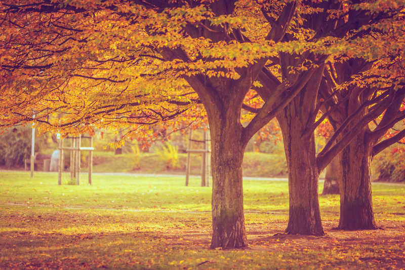 秋天金黄树叶的公园