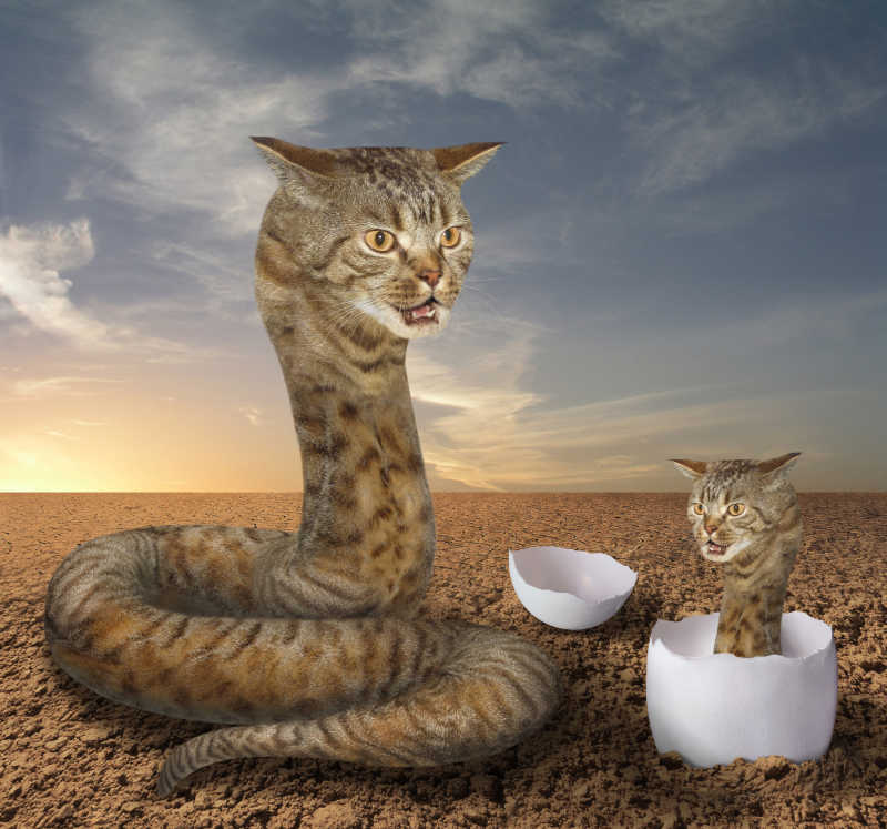 夕阳下土地上拉成蛇身的猫和他的幼崽创意照片