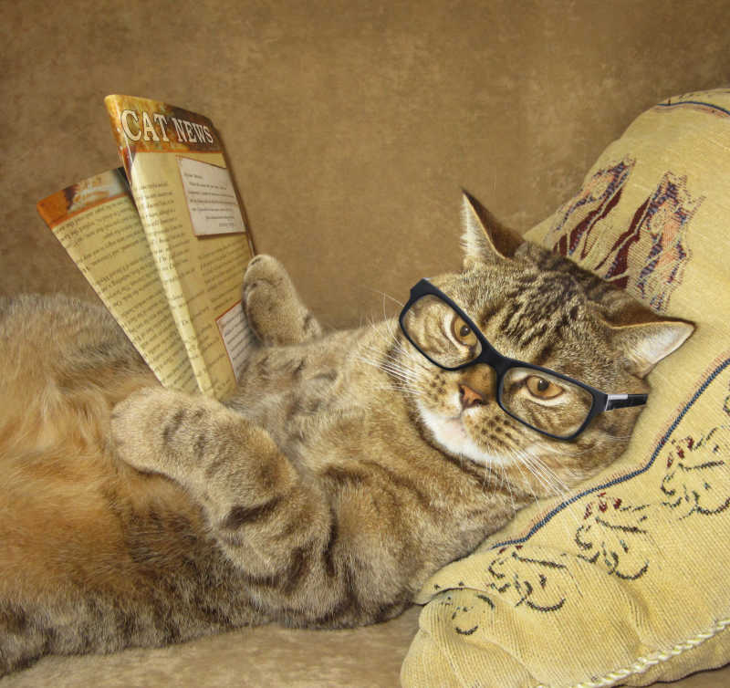 浅黄色背景下躺着戴着眼镜看书的猫咪