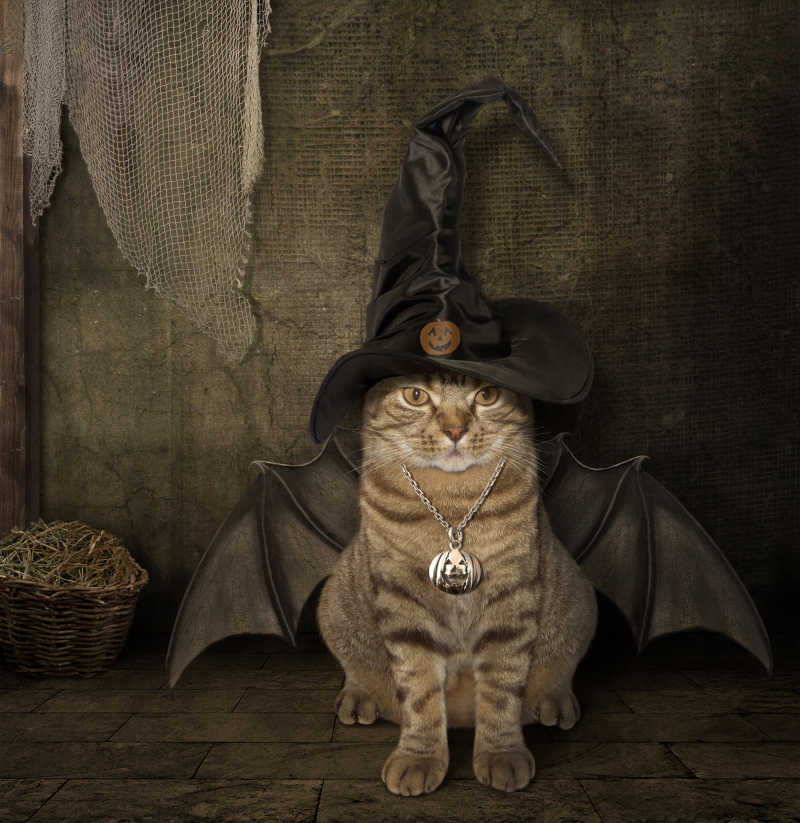暗色背景下戴着巫婆帽子有着蝙蝠翅膀的猫