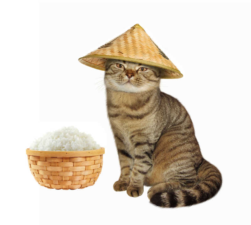 白色背景下带着米帽的猫坐在盛满米饭的篮子旁