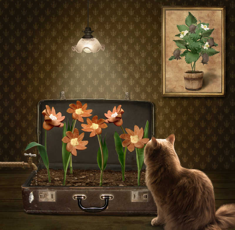 室内褐色背景下看着行李箱里用香肠做的花儿的猫咪