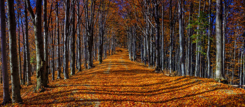蓝天下黄色的秋天的树林小路
