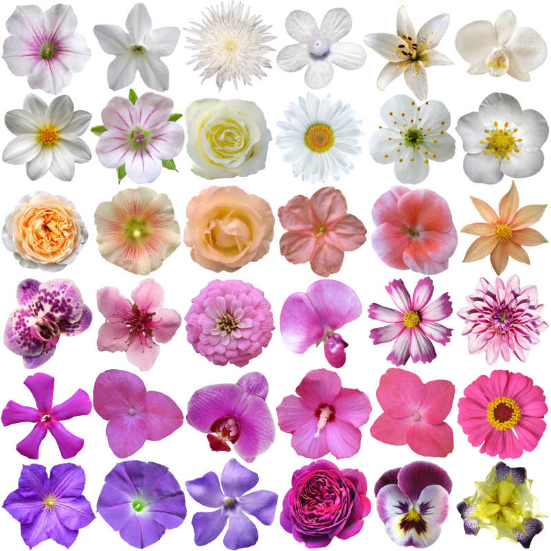 各种颜色的花朵