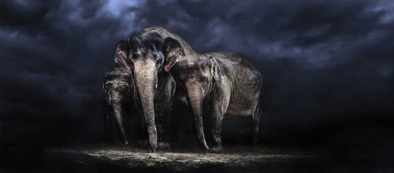 深色环境里3只大象