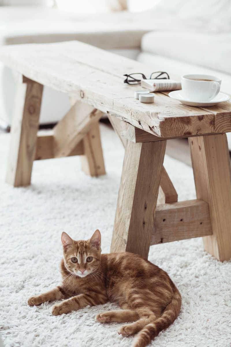 白色地毯上的猫和木凳