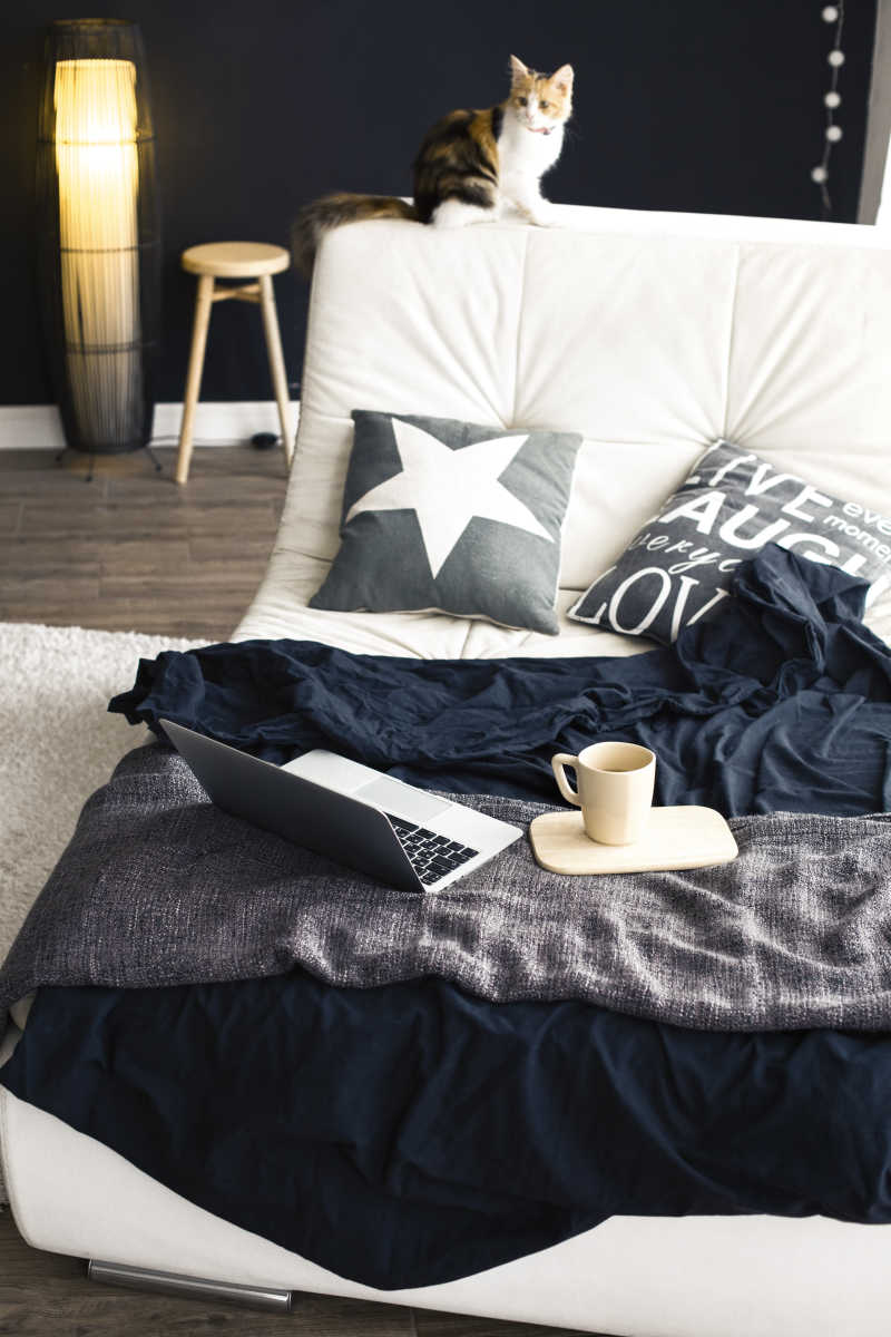 舒适的沙发与毯子上放着咖啡和笔记本电脑小猫