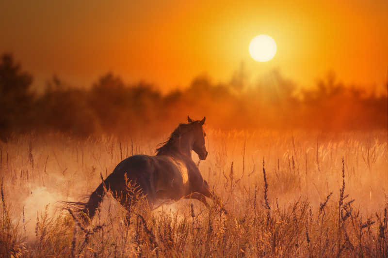 奔向夕阳的马