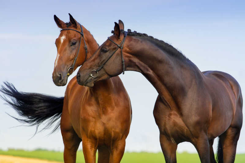 两匹美丽的马