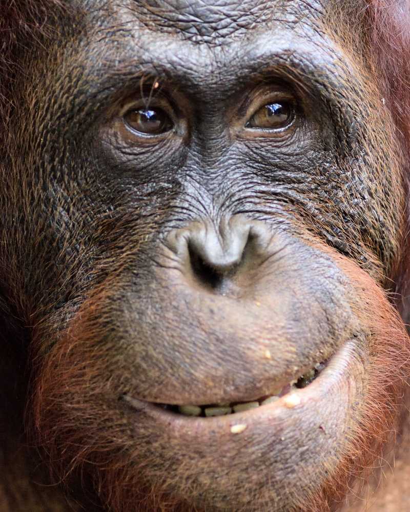 猩猩的脸部肖像