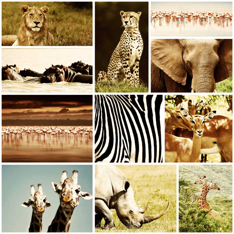 非洲野生动物合集