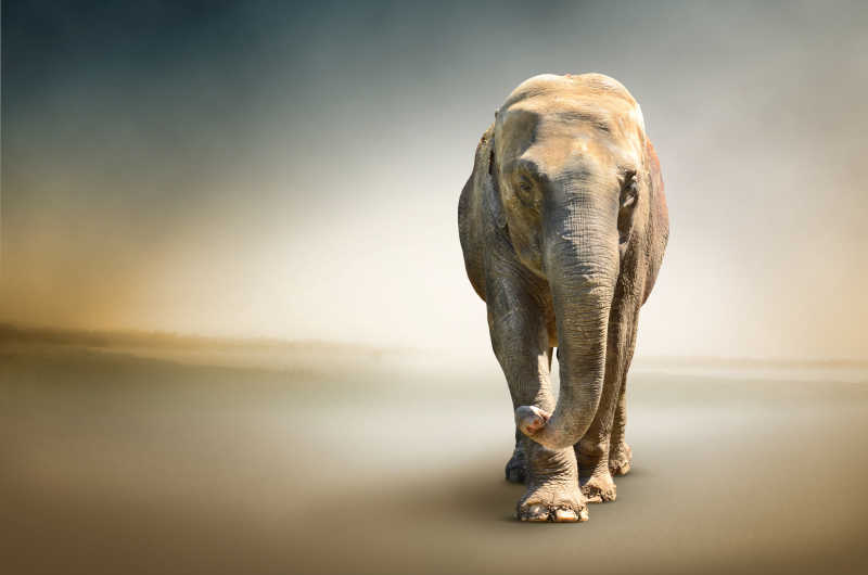 最大的陆生动物大象