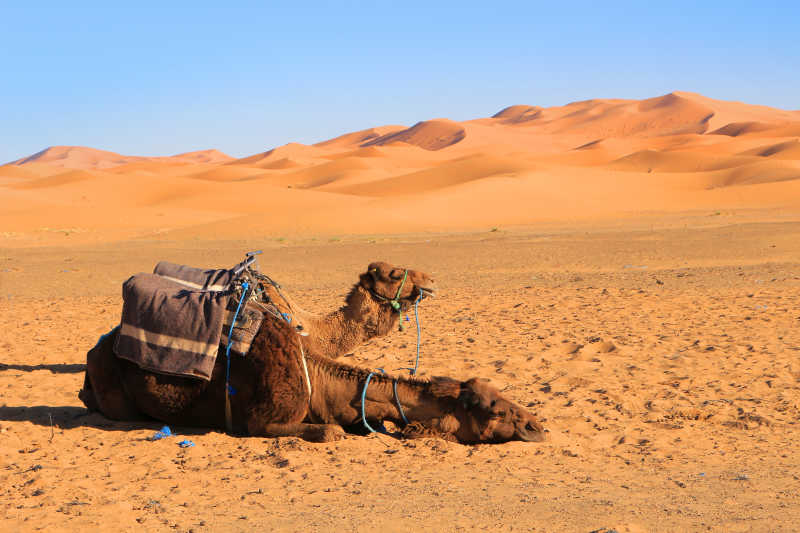 沙漠中歇脚的两匹骆驼