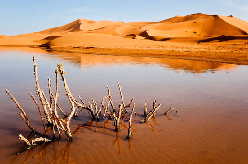 沙漠湖泊和干燥植物
