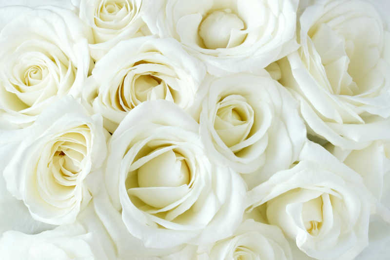 柔和饱满的白玫瑰