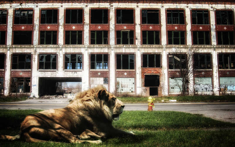 非洲狮躺在废墟上